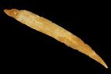 Fossil Shark (Hybodus) Dorsal Spine - Morocco #106555-1